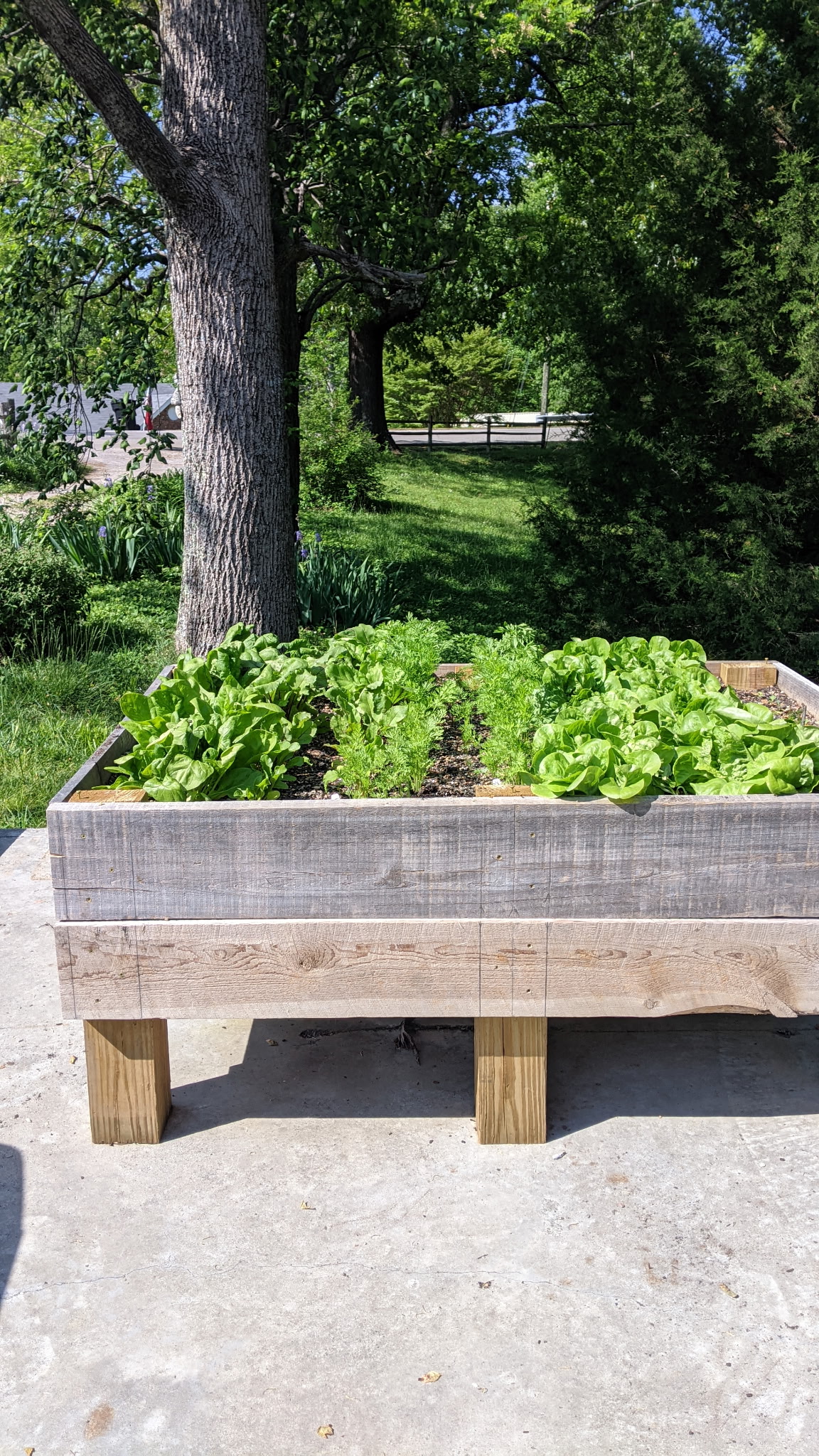 Raised garden bed with fresh lettuce