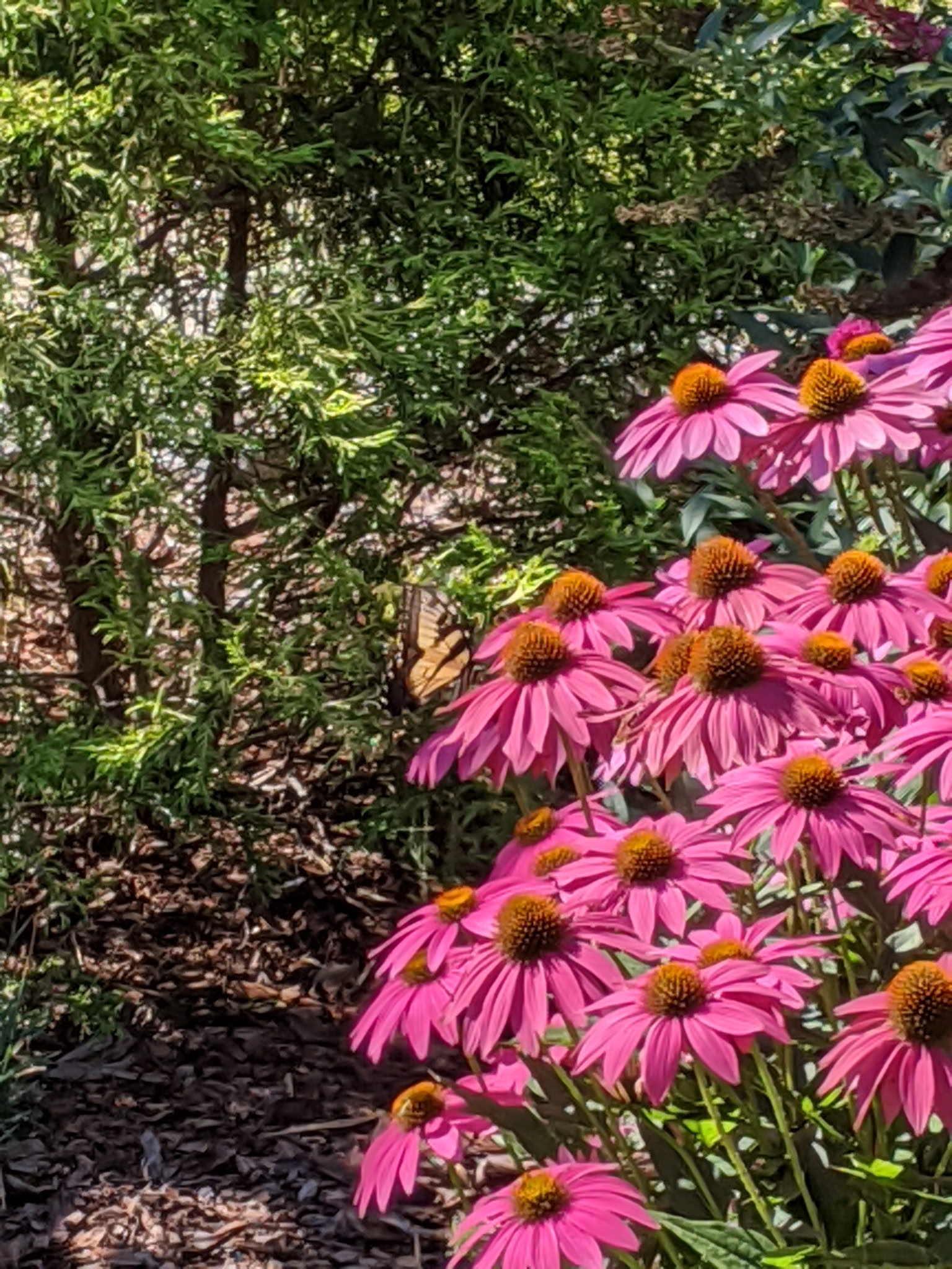 Pink coneflowers with butterfly