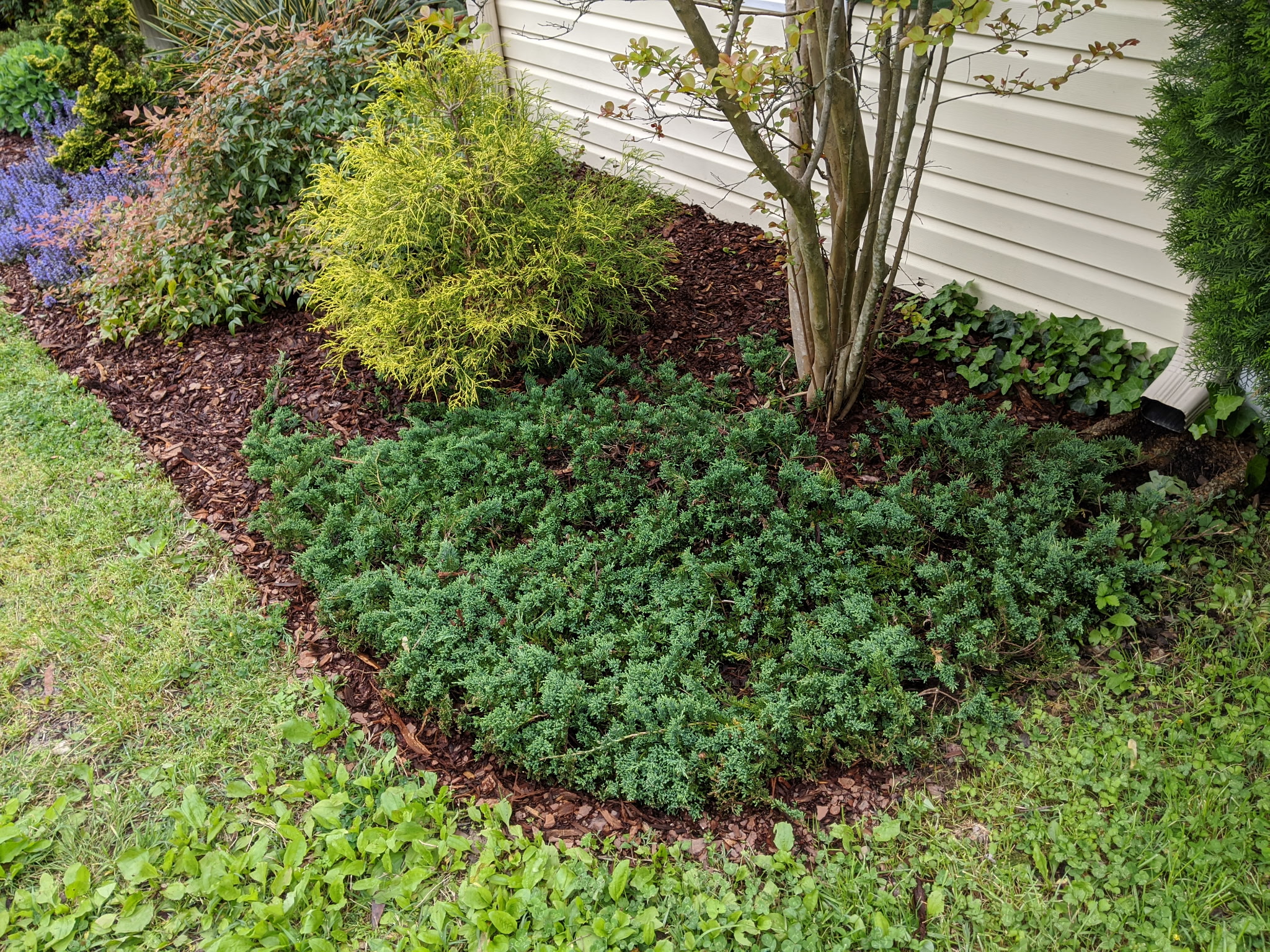 Ground cover planting with mulch edging
