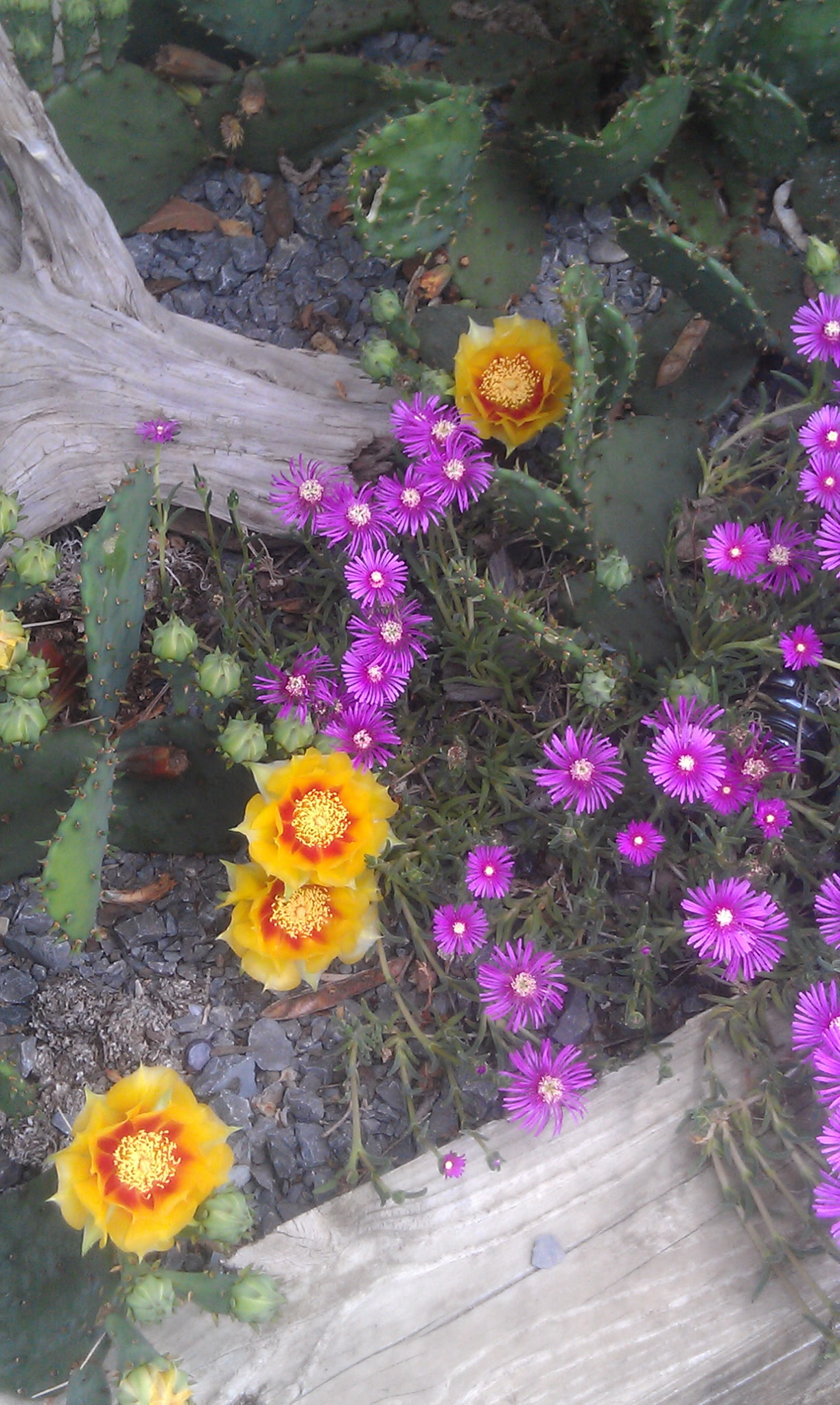 Colorful cactus and succulent garden